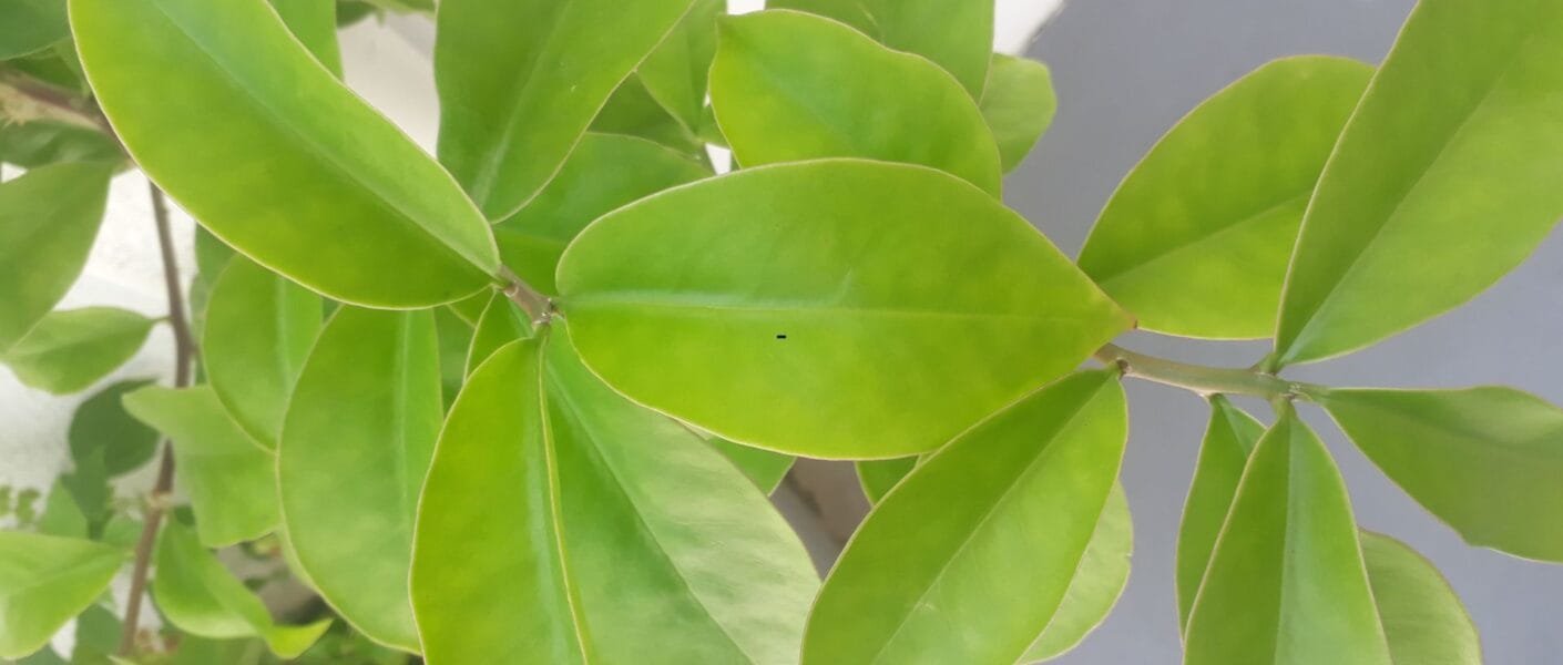 Ora Pro Nobis Benefícios: Guia Completo