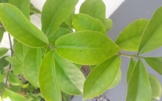 Ora Pro Nobis Benefícios: Guia Completo