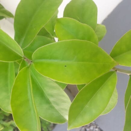 Ora Pro Nobis Benefícios: Guia Completo